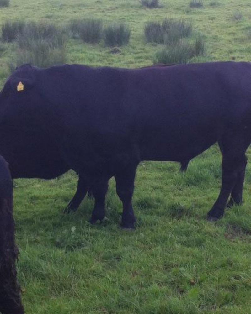 Angus Calfs Live Stock For Sale Northern Ireland Farm Deal Ni