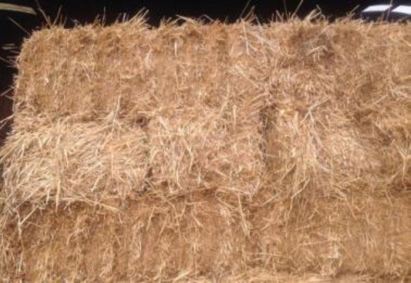 Small bales of Barley Straw for sale Bedding/Feeding for sale