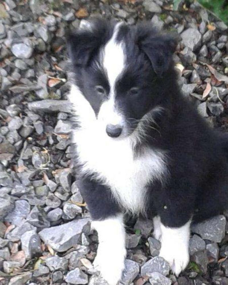 Shetland Sheep Dog X Border Collie Working Dogs for sale Northern