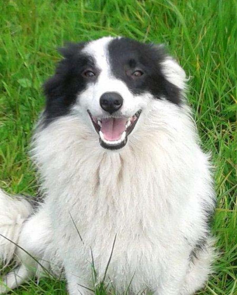 Shetland Sheep Dog X Border Collie Working Dogs for sale Northern
