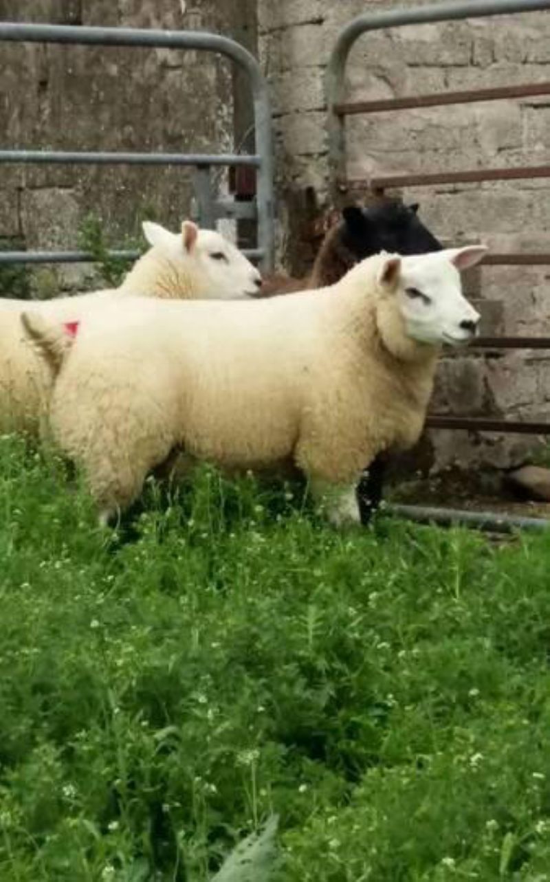 Texel ram lamb Live Stock for sale Northern Ireland Farm Deal NI Texel ram lamb Live Stock for sale Northern Ireland Farm Deal NI