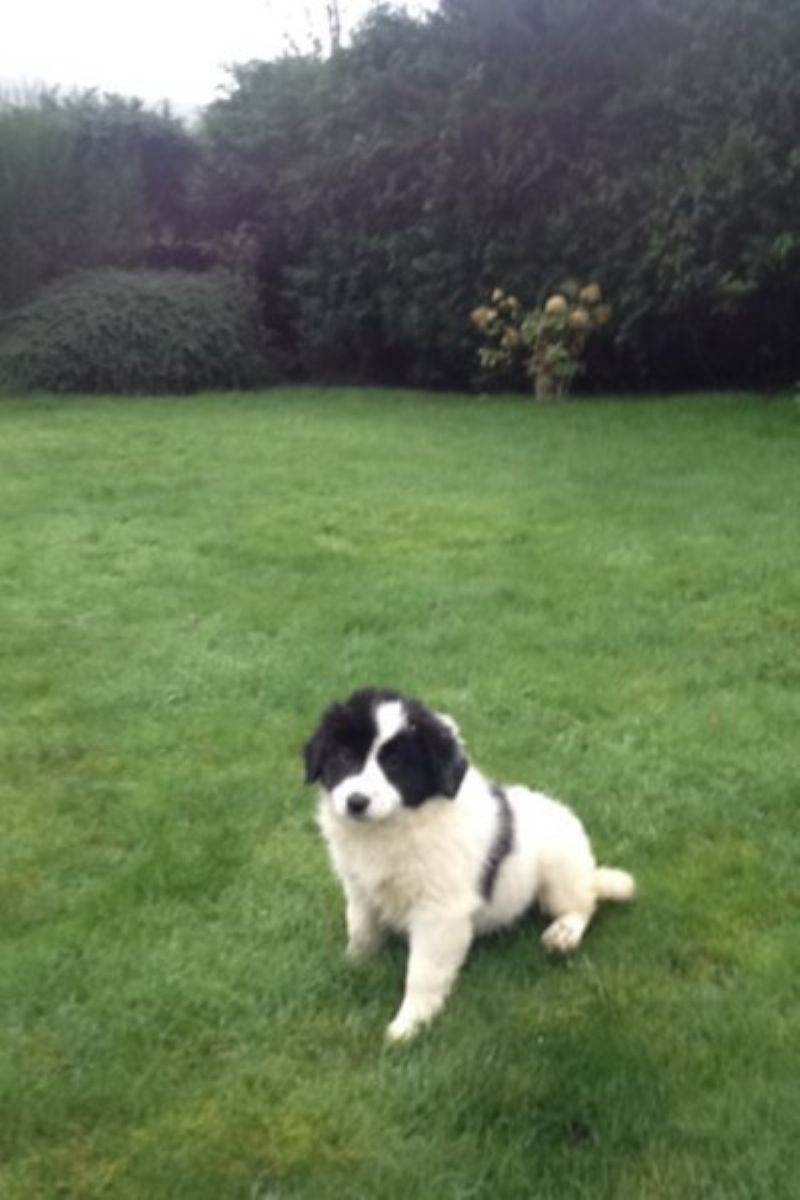 places to sell puppies for free for sale three collie pups working dogs for sale northern ireland farm deal ni places to sell puppies for free for sale three collie pups working dogs for sale northern ireland farm deal ni