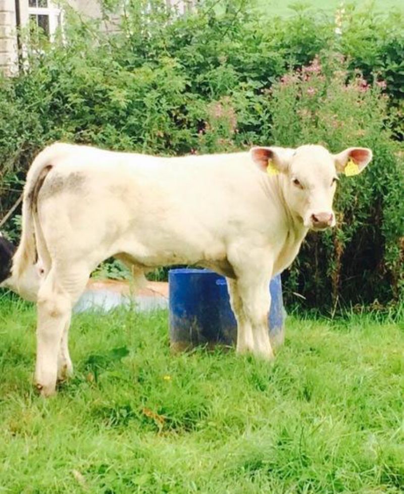 Homebred calves 3/6 weeks old Live Stock for sale Northern Ireland