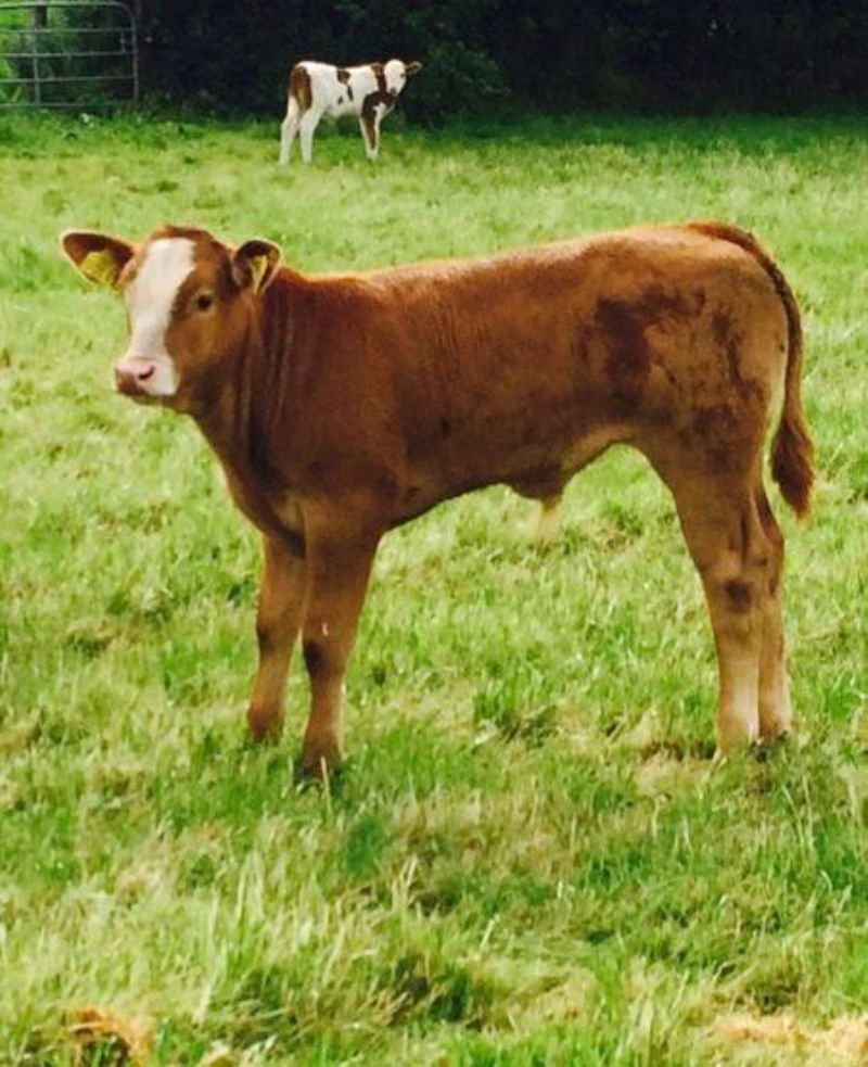 Homebred calves 3/6 weeks old Live Stock for sale Northern Ireland