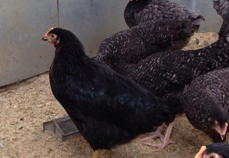 point lay black personals Find point of lay chickens postings in south africa search gumtree free classified ads for the latest point of lay chickens listings and more. point lay black personals Find point of lay chickens postings in south africa search gumtree free classified ads for the latest point of lay chickens listings and more.
