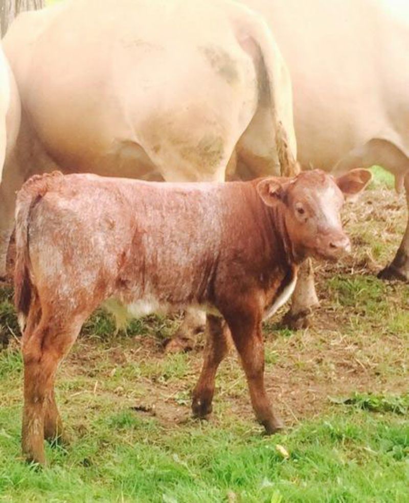 Roan LIMOUSIN bull calf for sale Live Stock for sale Northern Ireland