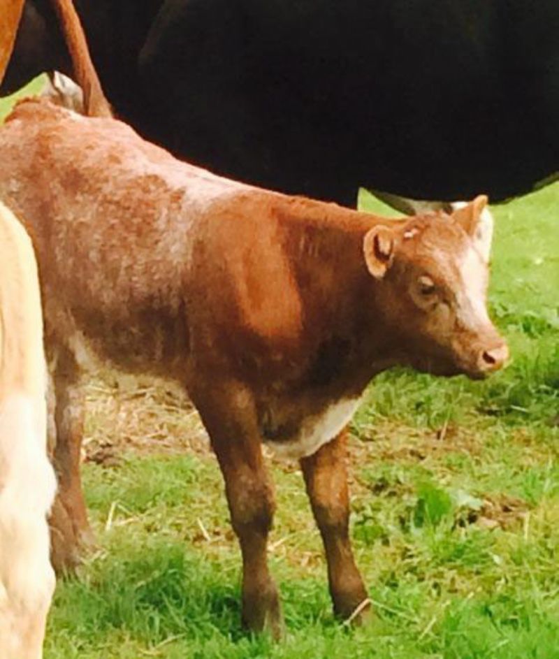 Roan LIMOUSIN bull calf for sale Live Stock for sale Northern Ireland