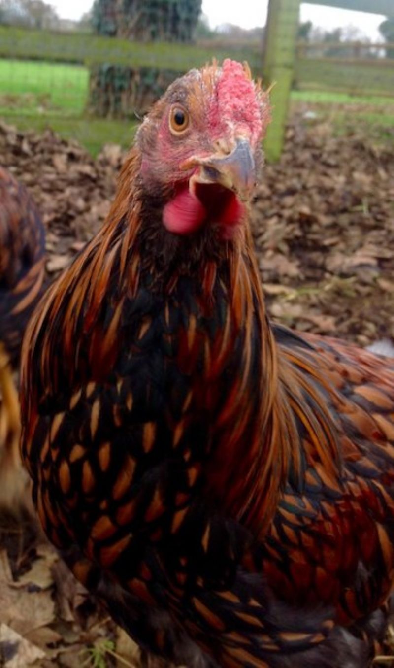 Young Roosters Young Roosters