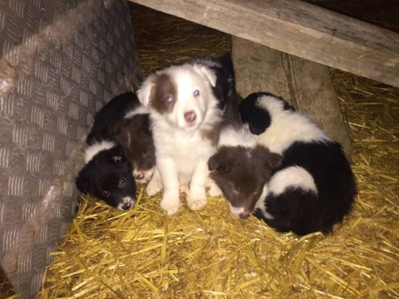 Number Of Times A Dam Can Be Bred From Dogs Number Of Times A Dam Can Be Bred From Dogs